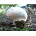 Мицелий Дождевика гигантского / Головач гигантский (Langermannia gigantea)